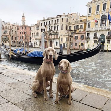 16 собак, которые много путешествуют по миру