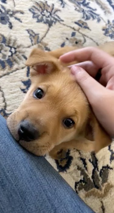 22 bilder på nyligen adopterade husdjur som får dig att säga AWWW