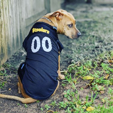 16 honden die hun teams steunen