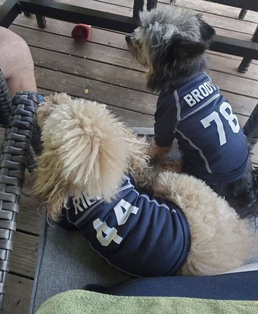 16 honden die hun teams steunen