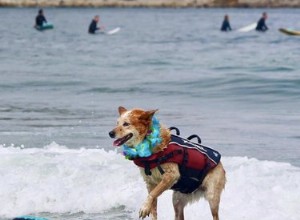 바다에서 서핑을 즐기는 개 19마리(&어린이 수영장)