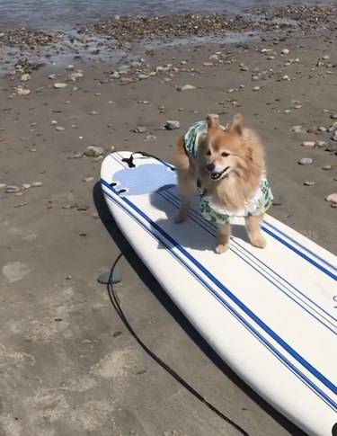 19 cani in avventure di surf nell oceano (e piscine per bambini)