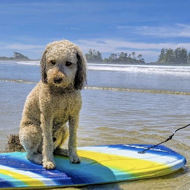 19 psů na dobrodružstvích surfování v oceánu (a dětská jezírka)