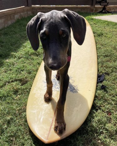 19 chiens lors d aventures de surf dans l océan (et piscines pour enfants)