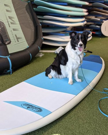 19 cani in avventure di surf nell oceano (e piscine per bambini)