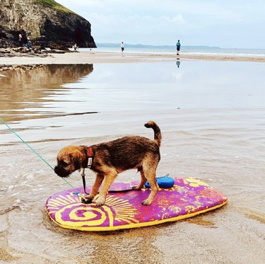 19 psů na dobrodružstvích surfování v oceánu (a dětská jezírka)