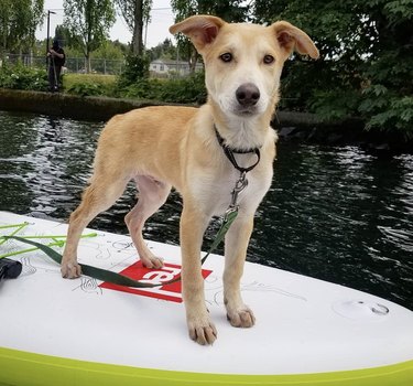 19 chiens lors d aventures de surf dans l océan (et piscines pour enfants)