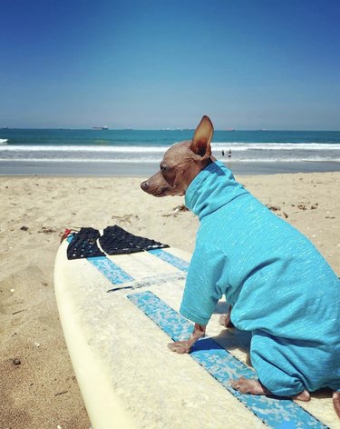 19 hundar på surfäventyr i havet (&barnpooler)