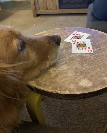 カードシャークスである18匹の犬 