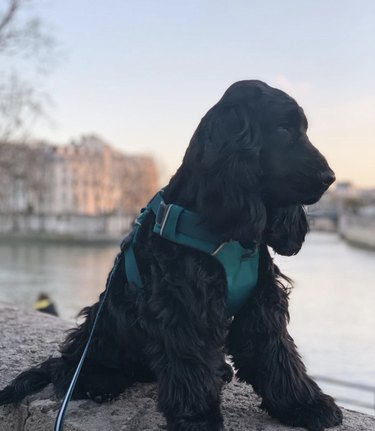 15 hundar som är certifierade parisare som lever det goda livet