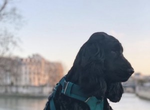 15 honden die gecertificeerde Parijzenaars zijn die het goede leven leiden