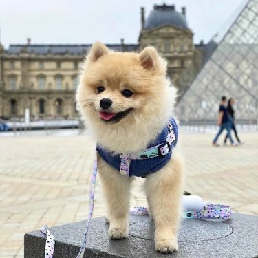 15 cani che sono parigini certificati che vivono una bella vita