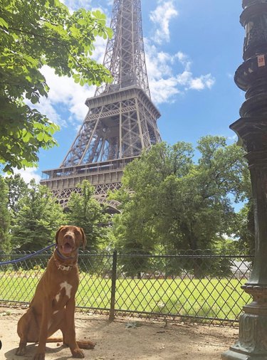 15 chiens certifiés parisiens vivant la belle vie