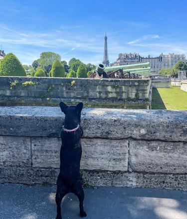 15 psů, kteří jsou certifikovanými Pařížany, kteří žijí dobrý život