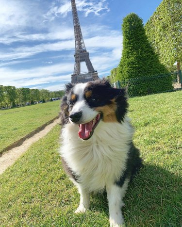 15 cães que são parisienses certificados vivendo a boa vida