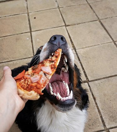 17 hundar med en hälsosam uppskattning av pizza