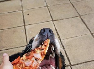 피자를 좋아하는 개 17마리