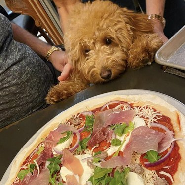ピザを健康的に評価している17匹の犬 