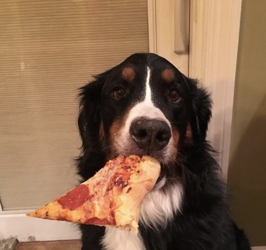 17 hundar med en hälsosam uppskattning av pizza