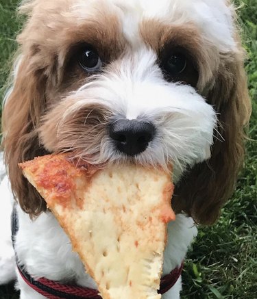 17 psů, kteří si váží pizzy