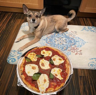 17 cães com uma apreciação saudável por pizza