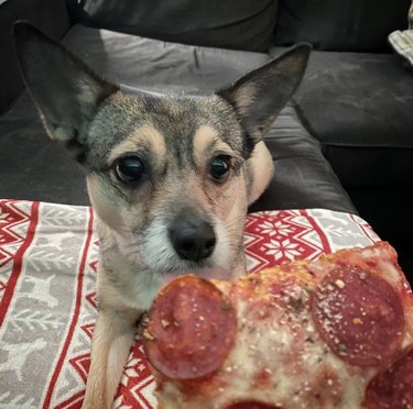 피자를 좋아하는 개 17마리