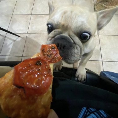 17 cães com uma apreciação saudável por pizza
