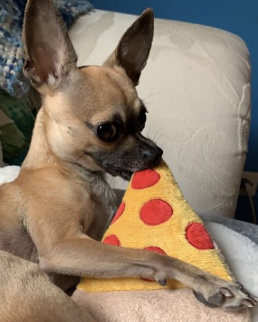 17 chiens qui apprécient sainement la pizza