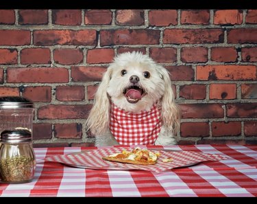 17 собак, которые ценят пиццу 