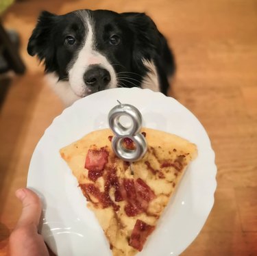 17 honden met een gezonde waardering voor pizza