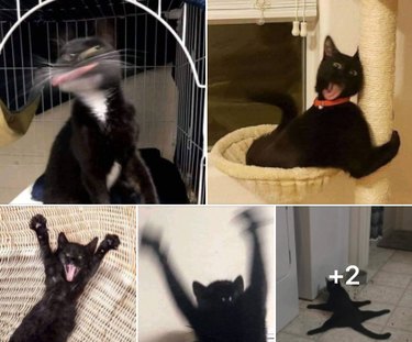 17 belachelijk grappige huisdierenfoto s die het internet in steken hadden