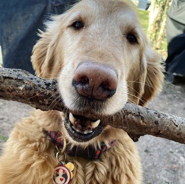 18 chiens portant fièrement de gros bâtons parce qu ils le peuvent