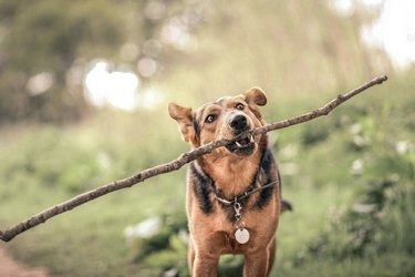 18 hundar som stolt bär stora pinnar för att de kan