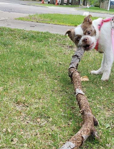 18 chiens portant fièrement de gros bâtons parce qu ils le peuvent