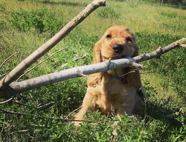 18 cani portano con orgoglio grandi bastoni perché possono