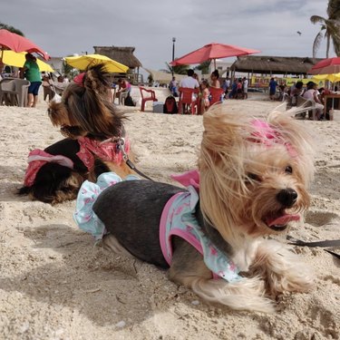 15 honden genieten van de eerste zomerdag