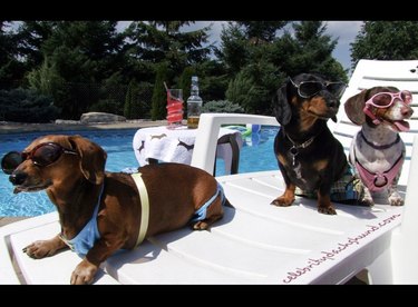 15 honden genieten van de eerste zomerdag