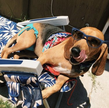 15 hundar som njuter av sommarens första dag