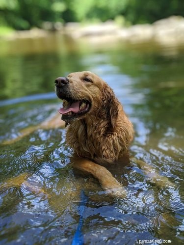 15 собак стильно проводят лето