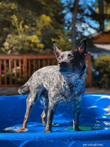 15 honden die de zomer in stijl beleven