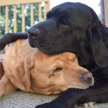 16 cães abraçando e beijando seus melhores amigos