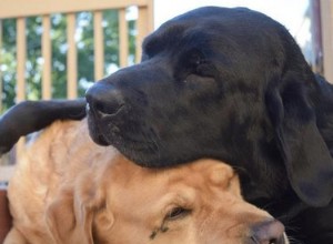 16 cães abraçando e beijando seus melhores amigos