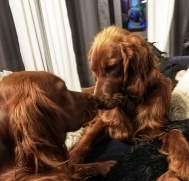 16 chiens câlinant et embrassant leurs meilleures amies