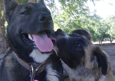 16 chiens câlinant et embrassant leurs meilleures amies