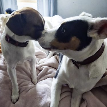 16 cani che coccolano e baciano i loro migliori amici