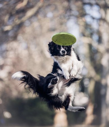17 cães que são profissionais na captura de frisbees
