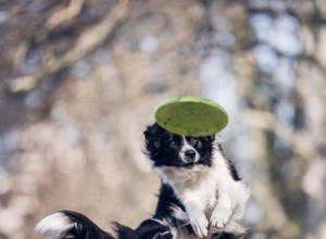 17 honden die profs zijn in het vangen van frisbees