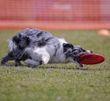 17 cani esperti nella cattura di frisbee