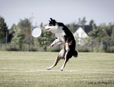 17 honden die profs zijn in het vangen van frisbees