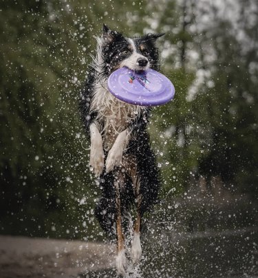 17 cães que são profissionais na captura de frisbees